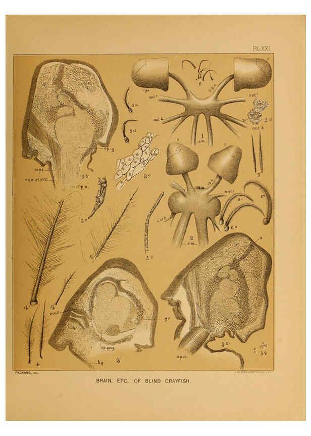 Reproducción/Reproduction 6124289537: The cave fauna of North America Washington,National Academy of Sciences,1888