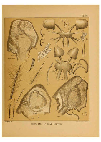 Reproducción/Reproduction 6124289537: The cave fauna of North America Washington,National Academy of Sciences,1888
