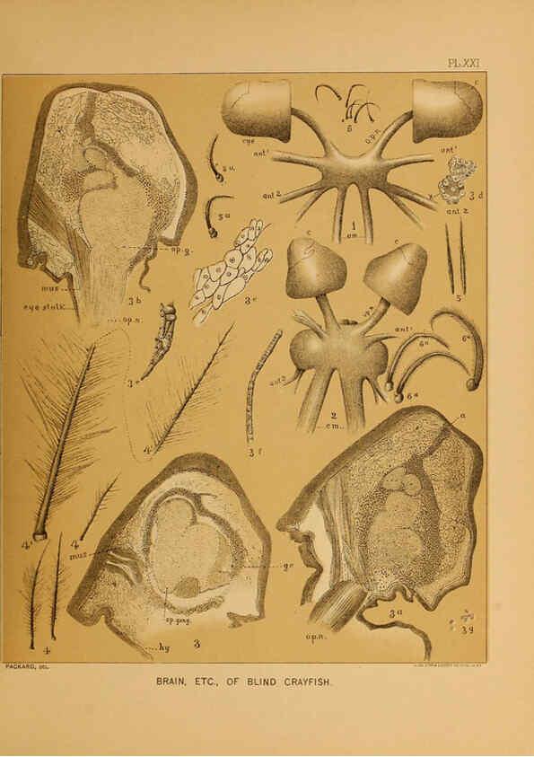 Reproducción/Reproduction 6124289537: The cave fauna of North America Washington,National Academy of Sciences,1888