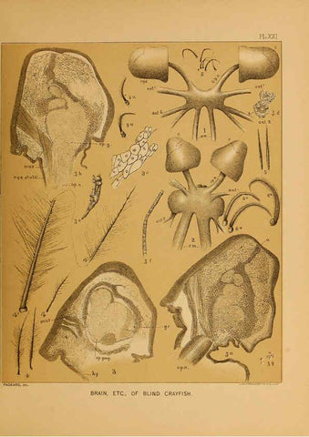 Reproducción/Reproduction 6124289537: The cave fauna of North America Washington,National Academy of Sciences,1888