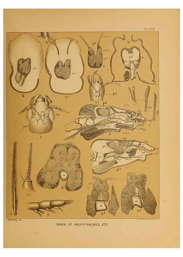 Reproducción/Reproduction 6124289741: The cave fauna of North America Washington,National Academy of Sciences,1888