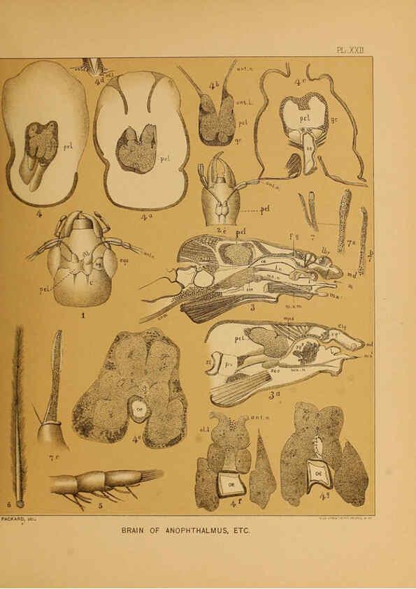 Reproducción/Reproduction 6124289741: The cave fauna of North America Washington,National Academy of Sciences,1888