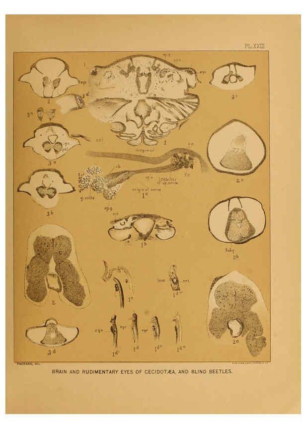 Reproducción/Reproduction 6124830566: The cave fauna of North America Washington,National Academy of Sciences,1888