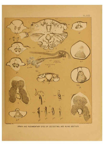 Reproducción/Reproduction 6124830566: The cave fauna of North America Washington,National Academy of Sciences,1888