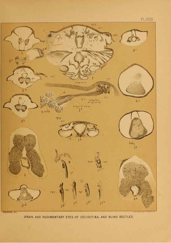 Reproducción/Reproduction 6124830566: The cave fauna of North America Washington,National Academy of Sciences,1888