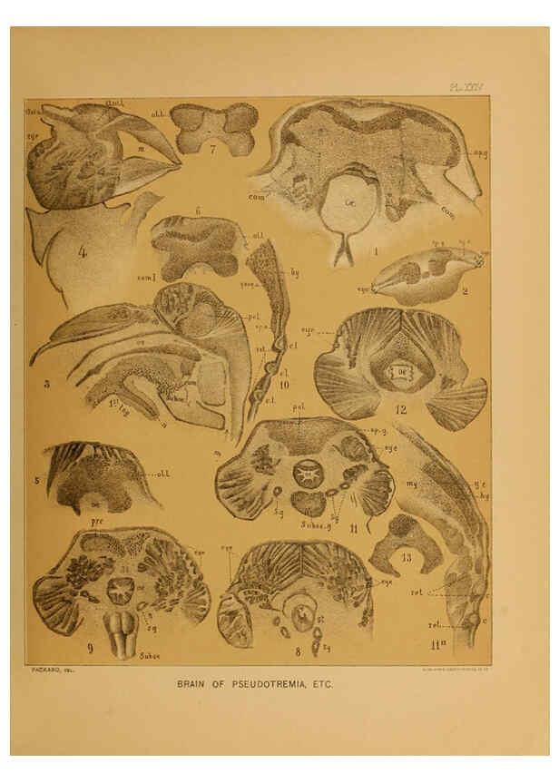 Reproducción/Reproduction 6124290205: The cave fauna of North America Washington,National Academy of Sciences,1888