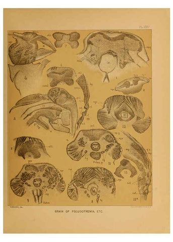 Reproducción/Reproduction 6124290205: The cave fauna of North America Washington,National Academy of Sciences,1888