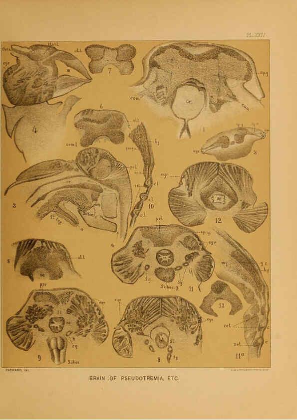 Reproducción/Reproduction 6124290205: The cave fauna of North America Washington,National Academy of Sciences,1888