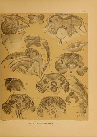 Reproducción/Reproduction 6124290205: The cave fauna of North America Washington,National Academy of Sciences,1888