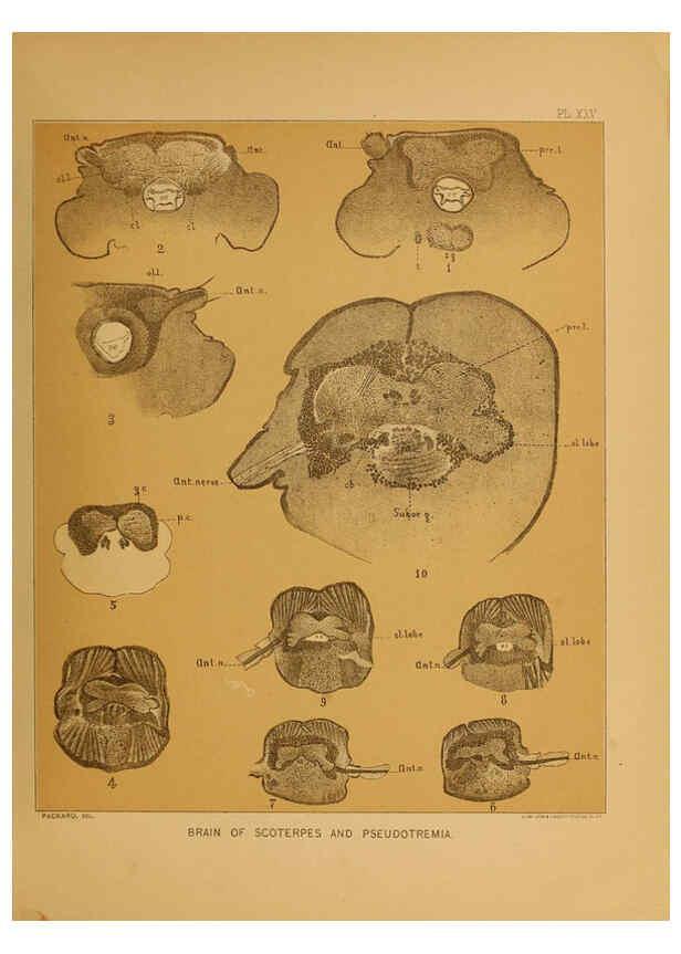 Reproducción/Reproduction 6124290441: The cave fauna of North America Washington,National Academy of Sciences,1888