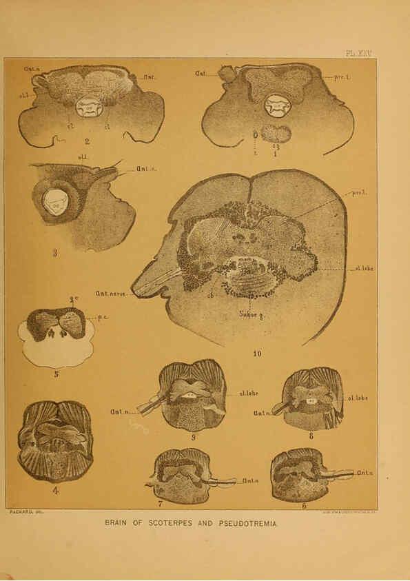 Reproducción/Reproduction 6124290441: The cave fauna of North America Washington,National Academy of Sciences,1888