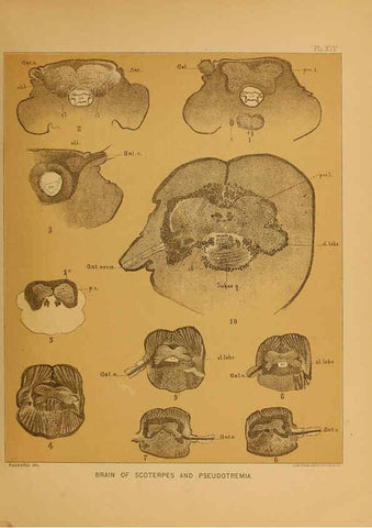 Reproducción/Reproduction 6124290441: The cave fauna of North America Washington,National Academy of Sciences,1888