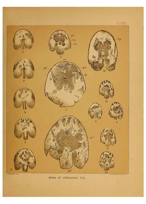Reproducción/Reproduction 6124290697: The cave fauna of North America Washington,National Academy of Sciences,1888