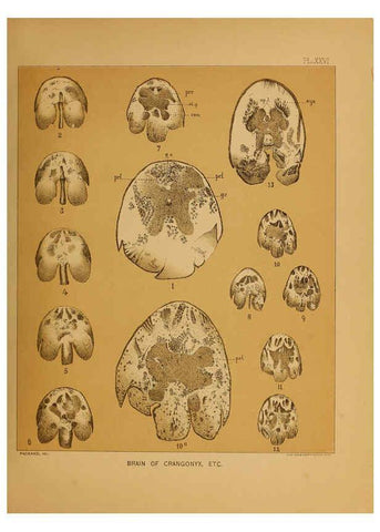Reproducción/Reproduction 6124290697: The cave fauna of North America Washington,National Academy of Sciences,1888