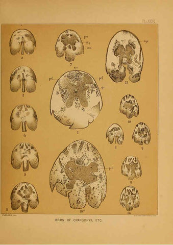 Reproducción/Reproduction 6124290697: The cave fauna of North America Washington,National Academy of Sciences,1888