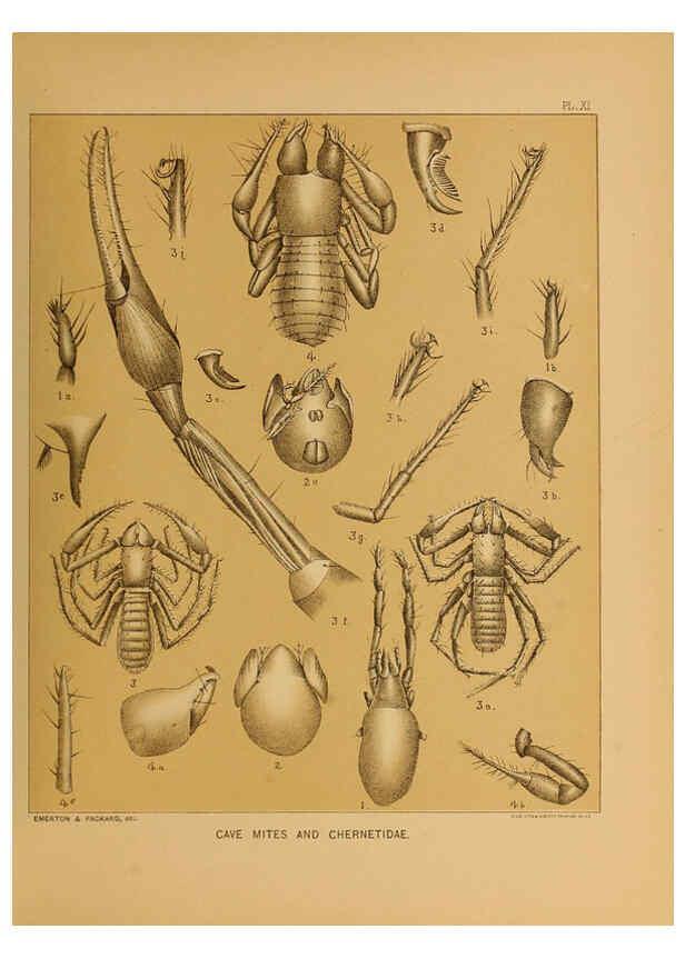 Reproducción/Reproduction 6124287019: The cave fauna of North America Washington,National Academy of Sciences,1888