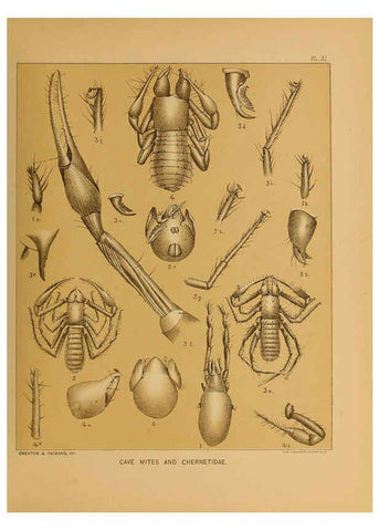Reproducción/Reproduction 6124287019: The cave fauna of North America Washington,National Academy of Sciences,1888