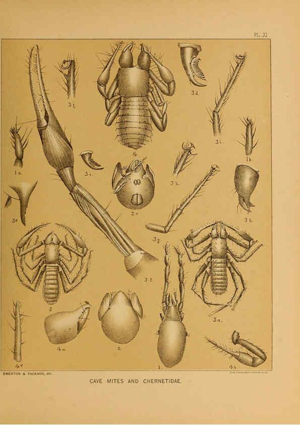 Reproducción/Reproduction 6124287019: The cave fauna of North America Washington,National Academy of Sciences,1888