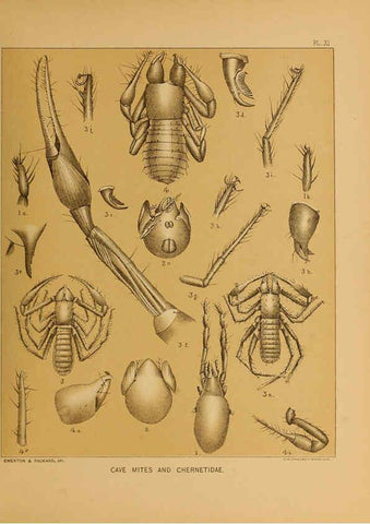 Reproducción/Reproduction 6124287019: The cave fauna of North America Washington,National Academy of Sciences,1888