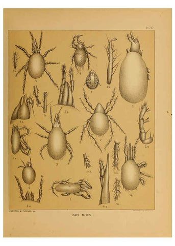 Reproducción/Reproduction 6124827356: The cave fauna of North America Washington,National Academy of Sciences,1888