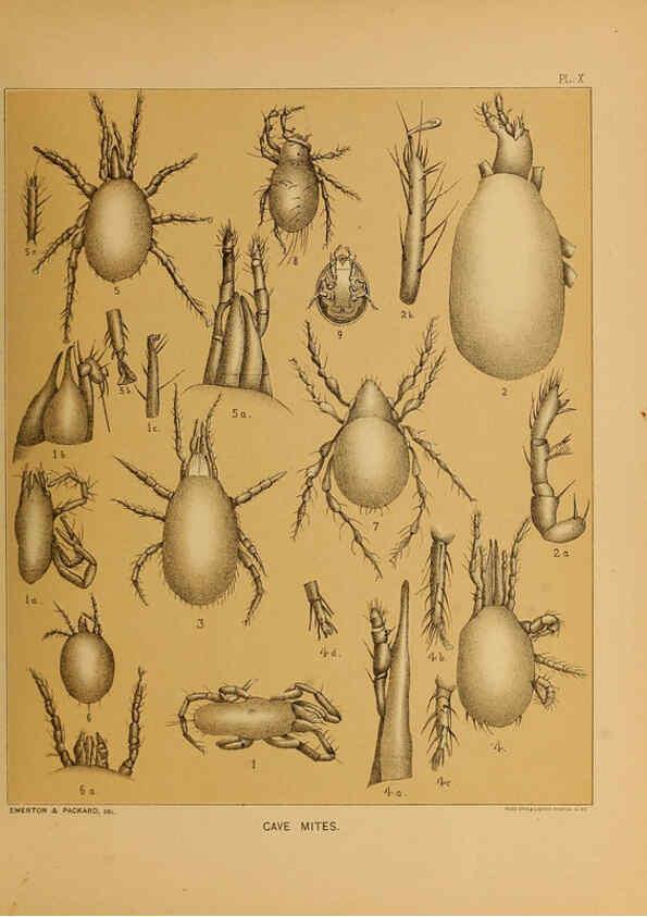 Reproducción/Reproduction 6124827356: The cave fauna of North America Washington,National Academy of Sciences,1888
