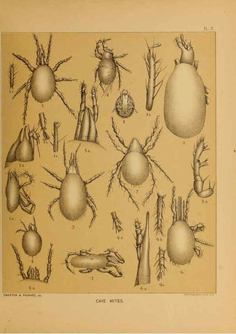 Reproducción/Reproduction 6124827356: The cave fauna of North America Washington,National Academy of Sciences,1888