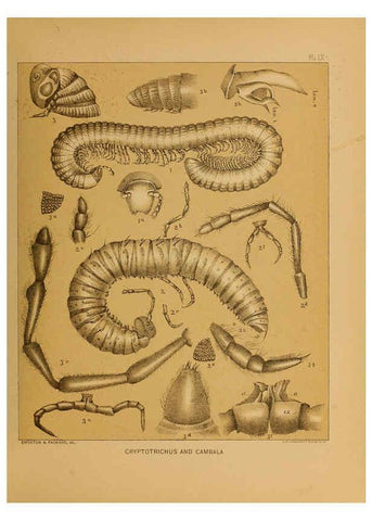 Reproducción/Reproduction 6124827086: The cave fauna of North America Washington,National Academy of Sciences,1888
