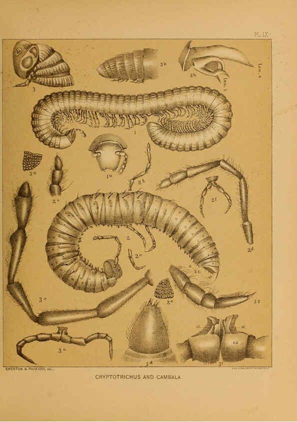 Reproducción/Reproduction 6124827086: The cave fauna of North America Washington,National Academy of Sciences,1888
