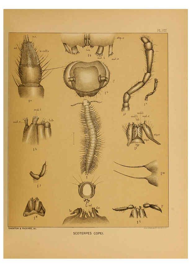 Reproducción/Reproduction 6124286239: The cave fauna of North America Washington,National Academy of Sciences,1888