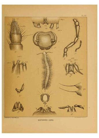 Reproducción/Reproduction 6124286239: The cave fauna of North America Washington,National Academy of Sciences,1888