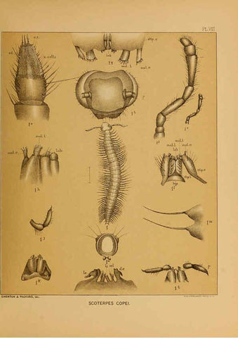 Reproducción/Reproduction 6124286239: The cave fauna of North America Washington,National Academy of Sciences,1888