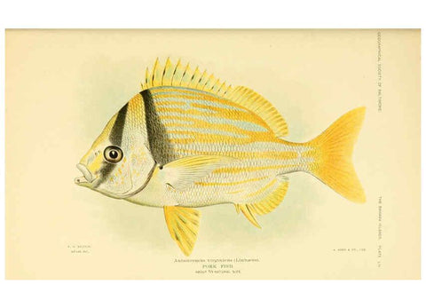 Reproducción/Reproduction 6124681204: Fishes of the Bahama Islands Baltimore :The Geographical Society of Baltimore,1905