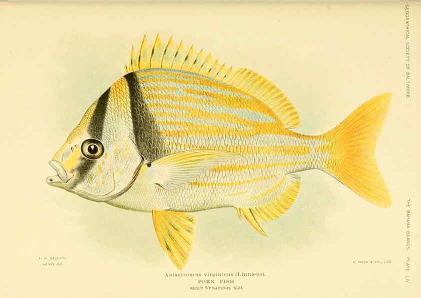 Reproducción/Reproduction 6124681204: Fishes of the Bahama Islands Baltimore :The Geographical Society of Baltimore,1905