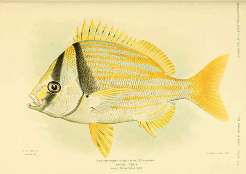 Reproducción/Reproduction 6124681204: Fishes of the Bahama Islands Baltimore :The Geographical Society of Baltimore,1905