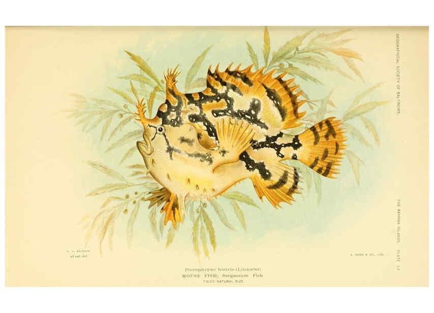 Reproducción/Reproduction 6124681438: Fishes of the Bahama Islands Baltimore :The Geographical Society of Baltimore,1905