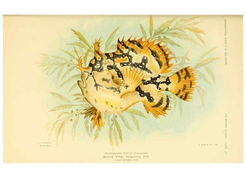 Reproducción/Reproduction 6124681438: Fishes of the Bahama Islands Baltimore :The Geographical Society of Baltimore,1905