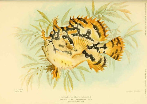 Reproducción/Reproduction 6124681438: Fishes of the Bahama Islands Baltimore :The Geographical Society of Baltimore,1905