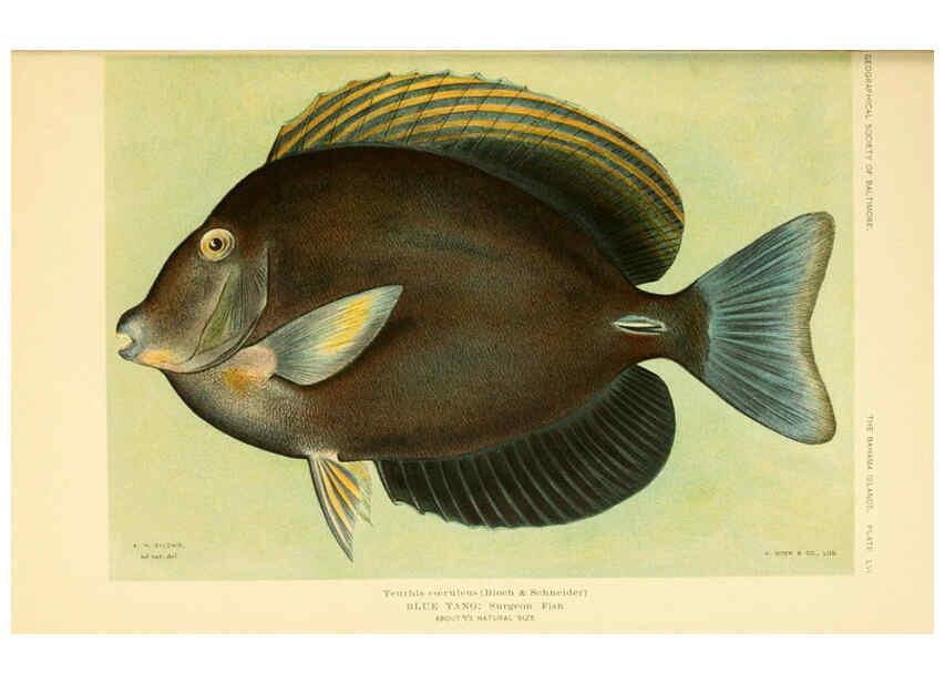 Reproducción/Reproduction 6124140239: Fishes of the Bahama Islands Baltimore :The Geographical Society of Baltimore,1905