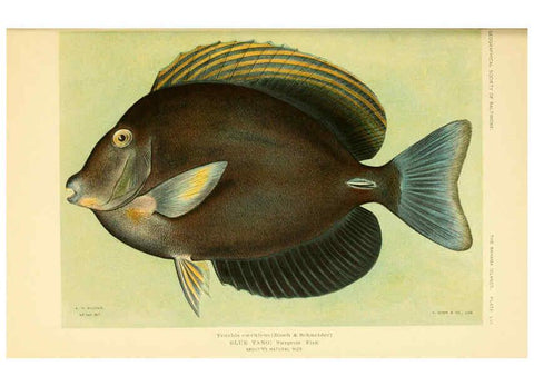 Reproducción/Reproduction 6124140239: Fishes of the Bahama Islands Baltimore :The Geographical Society of Baltimore,1905