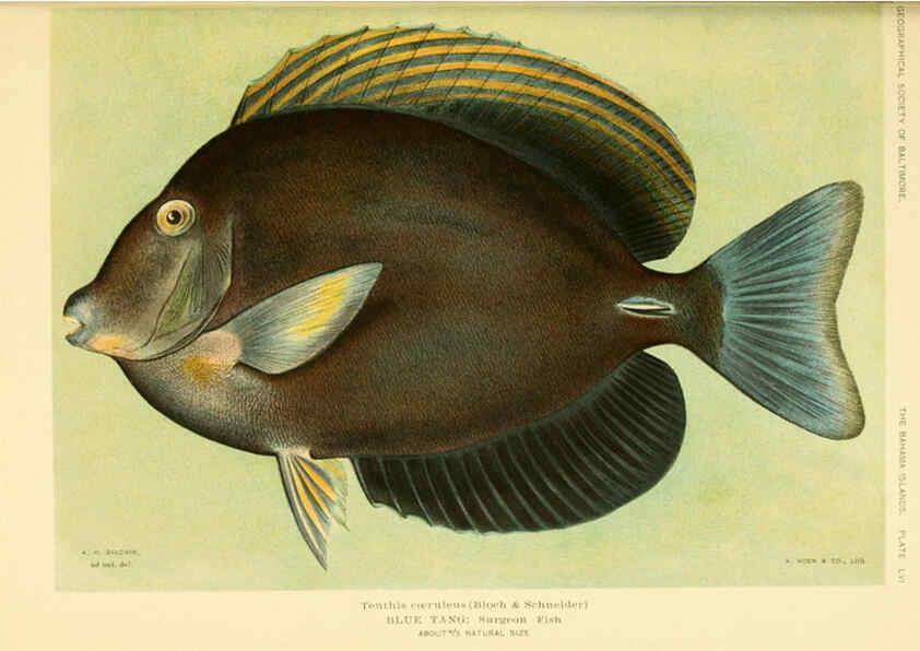 Reproducción/Reproduction 6124140239: Fishes of the Bahama Islands Baltimore :The Geographical Society of Baltimore,1905