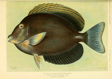 Reproducción/Reproduction 6124140239: Fishes of the Bahama Islands Baltimore :The Geographical Society of Baltimore,1905
