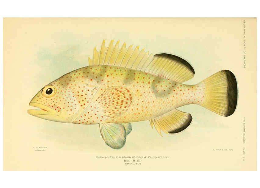 Reproducción/Reproduction 6124140453: Fishes of the Bahama Islands Baltimore :The Geographical Society of Baltimore,1905