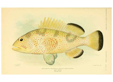 Reproducción/Reproduction 6124140453: Fishes of the Bahama Islands Baltimore :The Geographical Society of Baltimore,1905