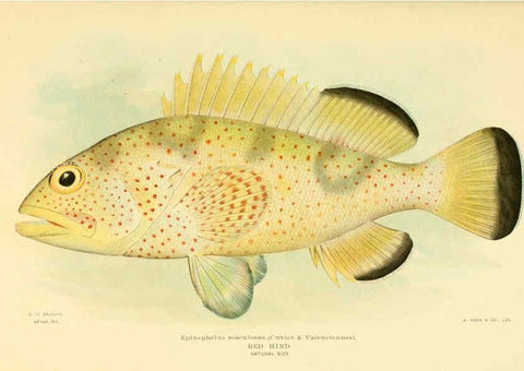 Reproducción/Reproduction 6124140453: Fishes of the Bahama Islands Baltimore :The Geographical Society of Baltimore,1905