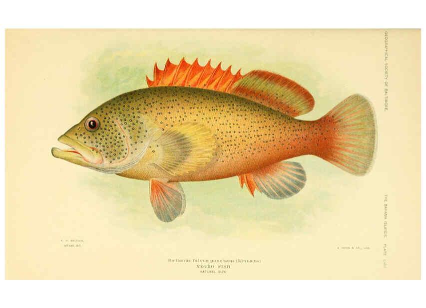 Reproducción/Reproduction 6124682162: Fishes of the Bahama Islands Baltimore :The Geographical Society of Baltimore,1905