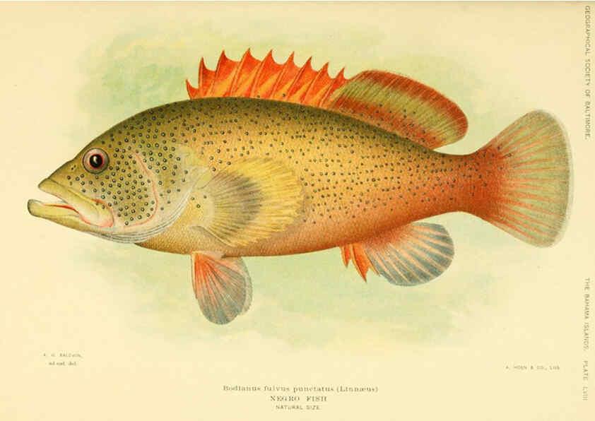 Reproducción/Reproduction 6124682162: Fishes of the Bahama Islands Baltimore :The Geographical Society of Baltimore,1905
