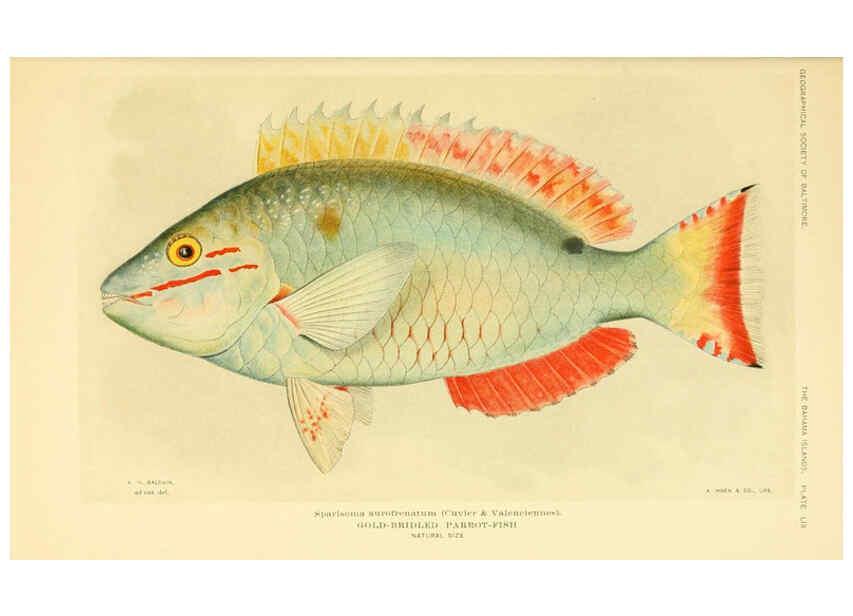 Reproducción/Reproduction 6124140977: Fishes of the Bahama Islands Baltimore :The Geographical Society of Baltimore,1905