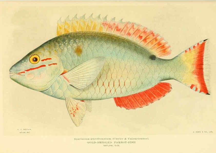 Reproducción/Reproduction 6124140977: Fishes of the Bahama Islands Baltimore :The Geographical Society of Baltimore,1905