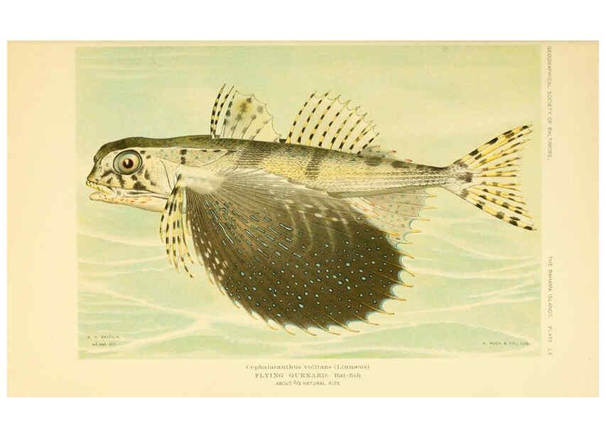 Reproducción/Reproduction 6124682610: Fishes of the Bahama Islands Baltimore :The Geographical Society of Baltimore,1905