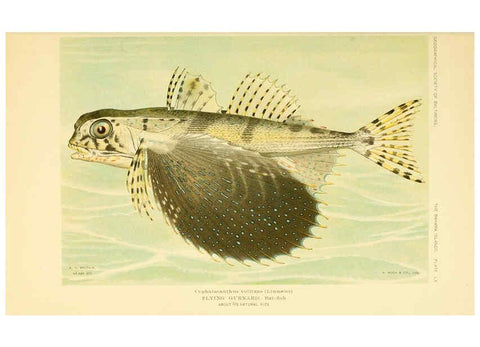Reproducción/Reproduction 6124682610: Fishes of the Bahama Islands Baltimore :The Geographical Society of Baltimore,1905